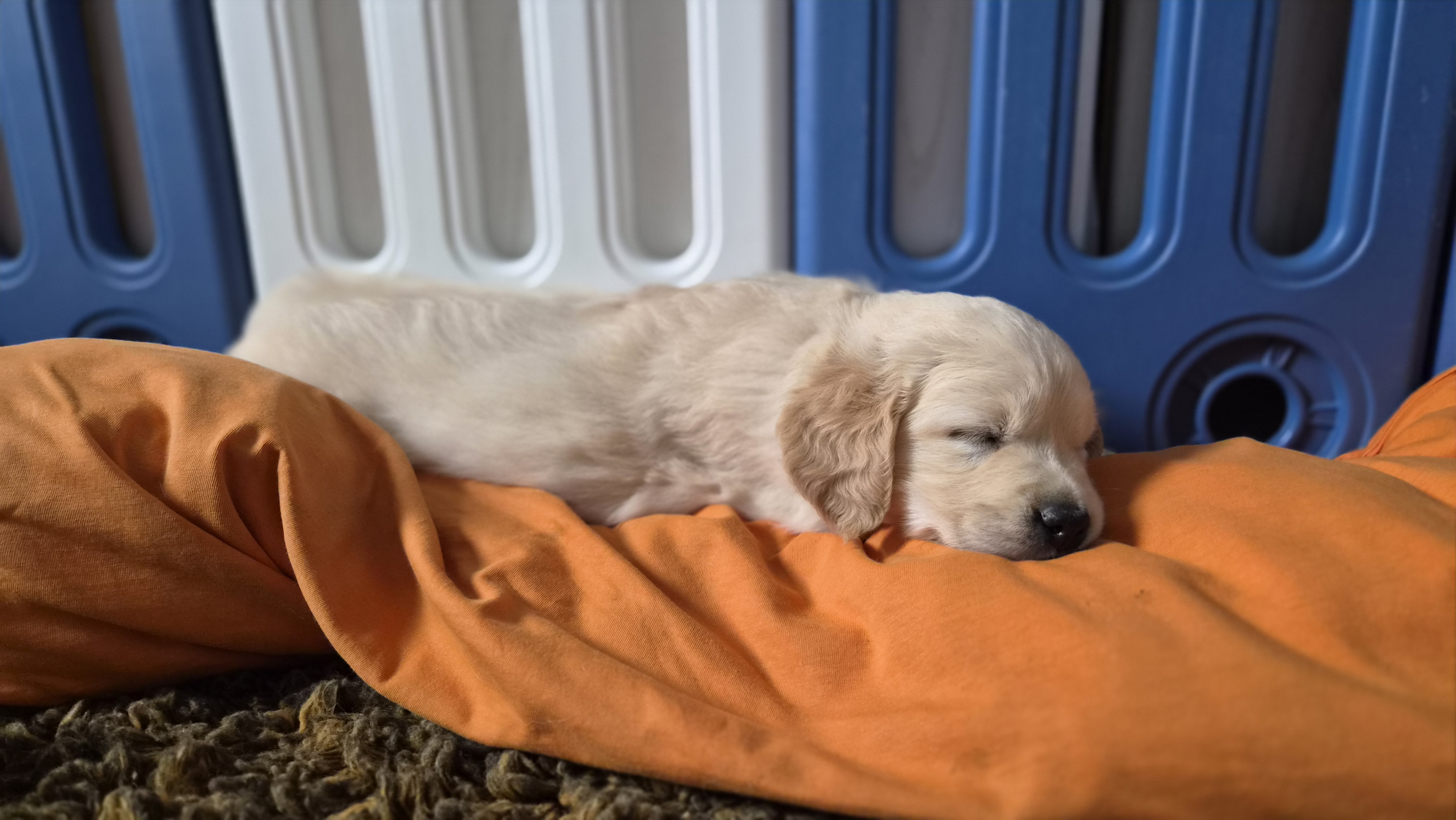Golden Valley of Peace - Golden Retriever